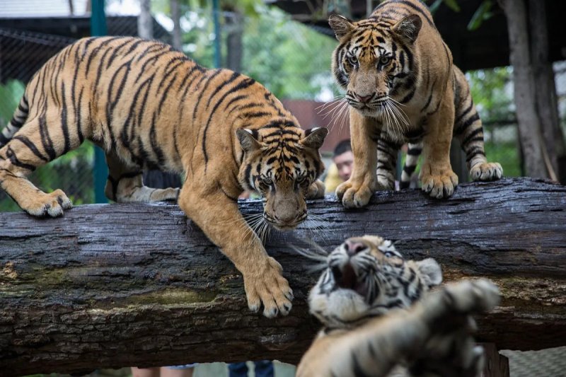 Thailand races to contain deadly feline virus after 72 tigers die 