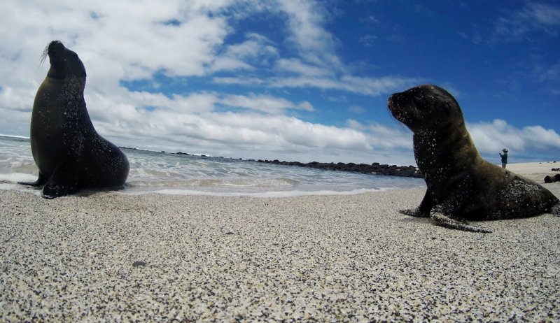 UK fund giant funds $1B for global nature projects