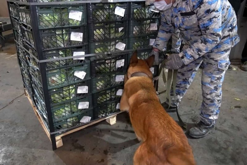 Azerbaijan customs seize nearly 80 kg of marijuana in transit truck