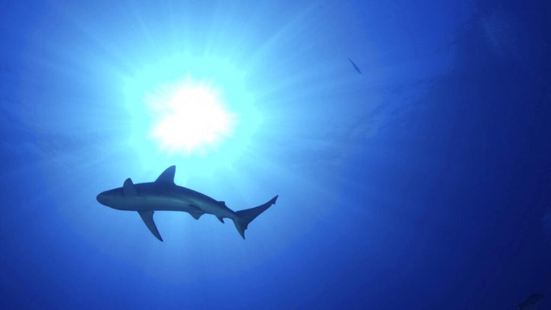 New Caledonia resumes shark cull after fatal attack