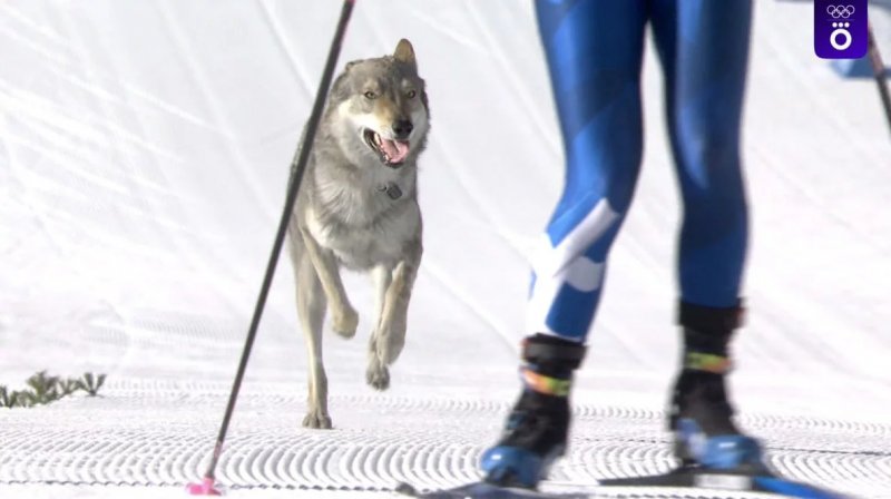 Dog runs onto Olympic ski track mid-race -  VIDEO 