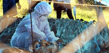 India steps up bird flu response as cases spread in Kerala