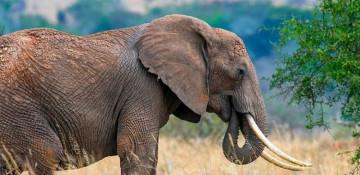 Wild elephant kills elderly man