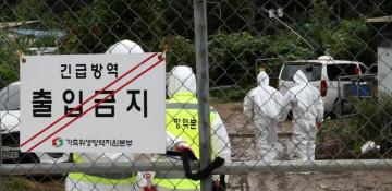 South Korea confirms three new African swine fever cases