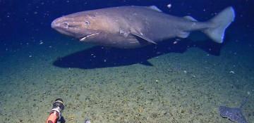  Watch: Shark caught on camera for first time in Antarctica’s icy deep waters