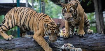 Thailand races to contain deadly feline virus after 72 tigers die 