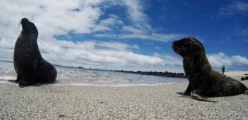 UK fund giant funds $1B for global nature projects