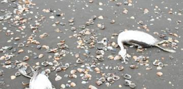 Mass death of grebes spotted in Caspian Sea