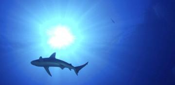 New Caledonia resumes shark cull after fatal attack