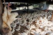 Cambodia records 1st human case of bird flu in 2026 