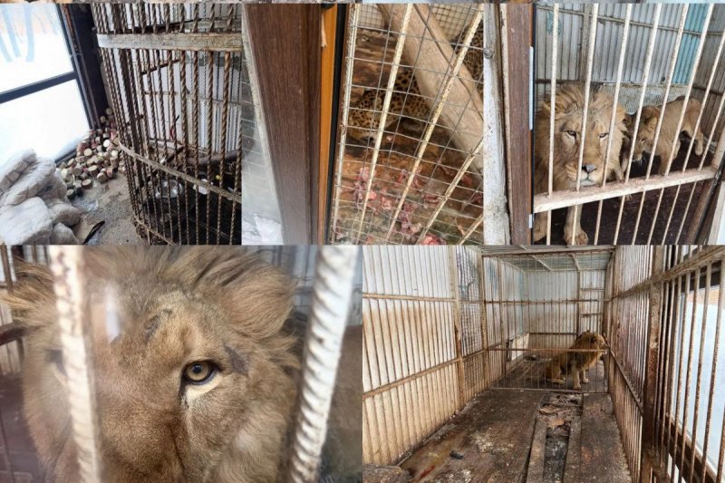 Lions, bears taken from Moscow “home zoo”