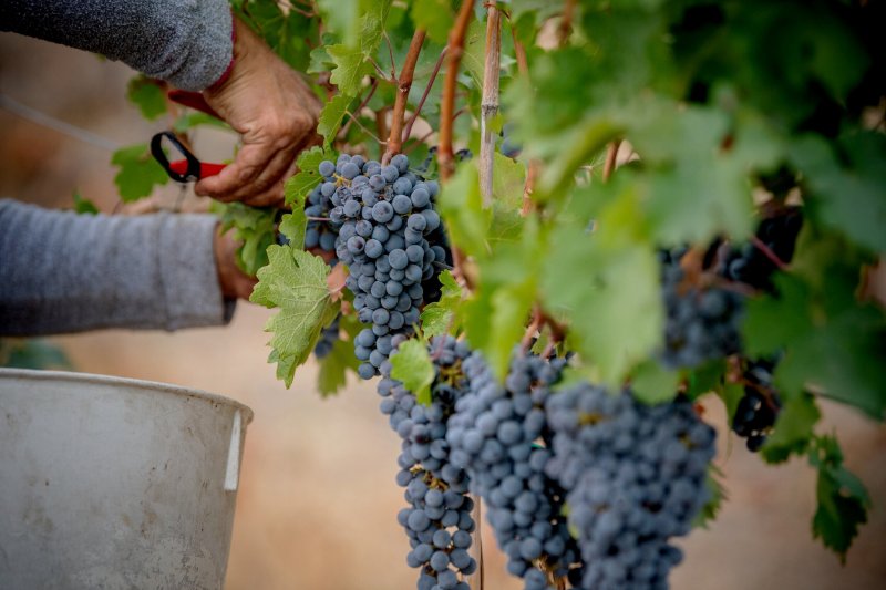 Gold rush meets grapes: Explorers snap up wineries