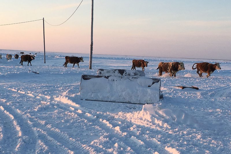 Russia imposes cattle quarantine in Volga region