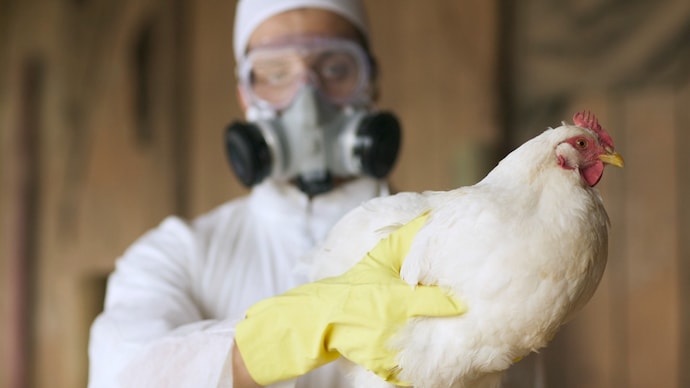 India culls 20,000 birds after avian flu outbreak