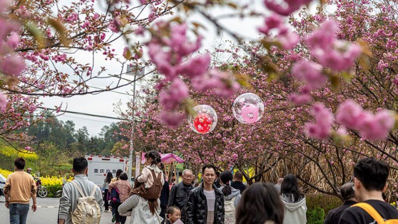 Cherry Blossom Festival boost rural tourism in China
