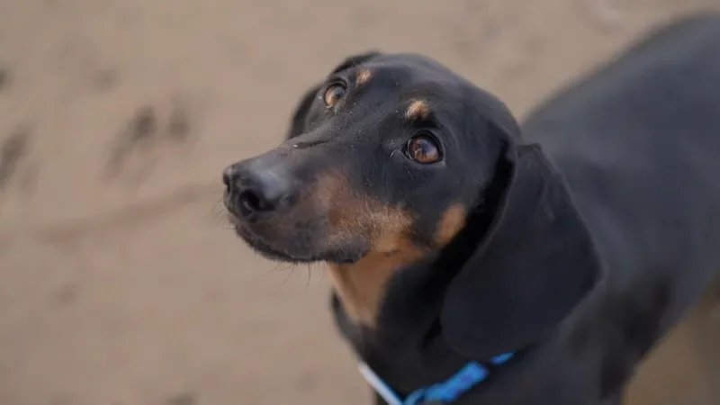 Dogs became man's best friend far earlier than thought, scientists find 