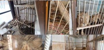 Lions, bears taken from Moscow “home zoo”