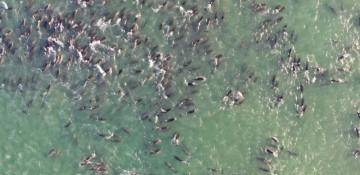 Mystery solved? Scientists link orcas to mass dolphin strandings