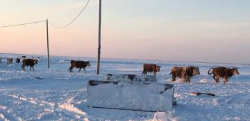 Russia imposes cattle quarantine in Volga region
