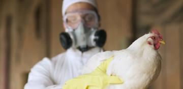 India culls 20,000 birds after avian flu outbreak