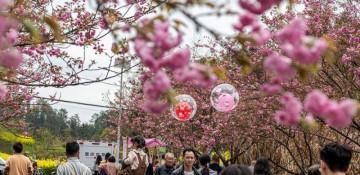 Cherry Blossom Festival boost rural tourism in China