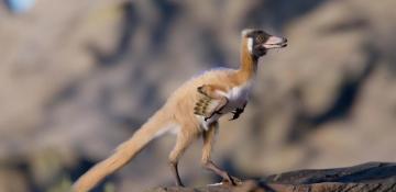 Evolution theories get shaken by a 2-pound dinosaur