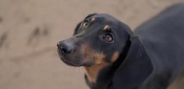 Dogs became man's best friend far earlier than thought, scientists find 