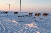 Russia imposes cattle quarantine in Volga region