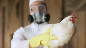India culls 20,000 birds after avian flu outbreak