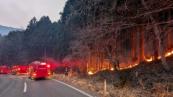 Forest fire breaks out in Japan