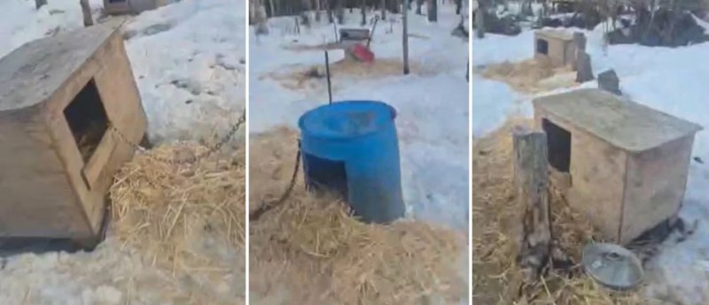 Willow woman arrested as 25 dogs found dead on Alaska property