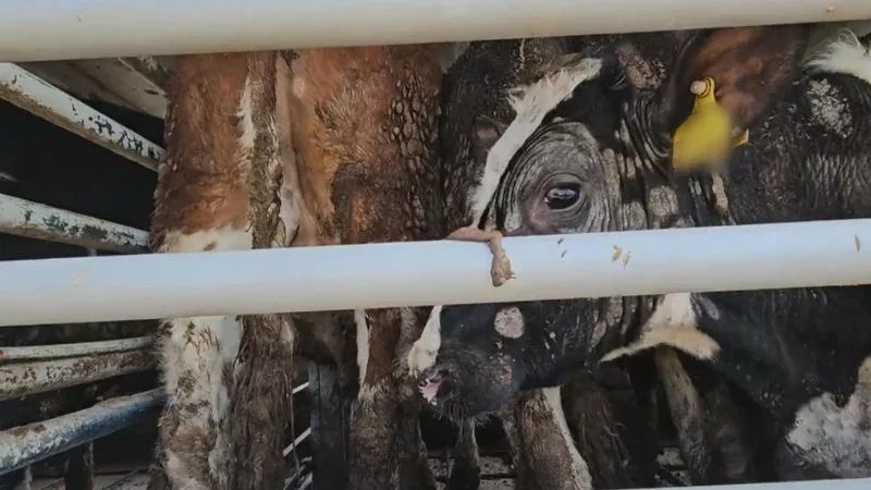 News about - Dutch meat industry exposed: The brutal, 80-hour thirst trap for Irish calves