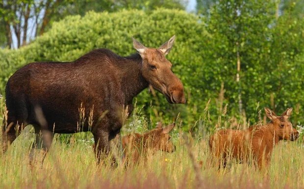 Chernobyl’s radioactive landscape becomes a thriving sanctuary for wild animals