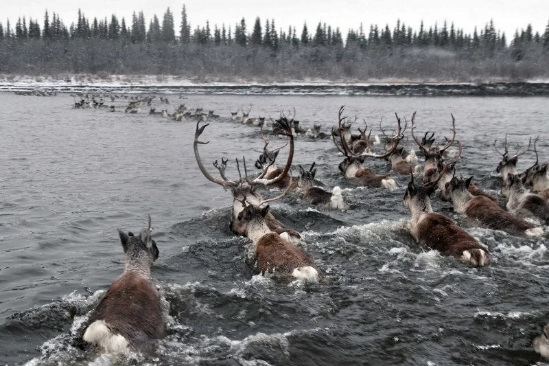 The invisible journey: caribou's great migration through their own eyes -  VIDEO 