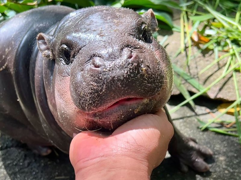 Thai court fines man over breaking into viral hippo Moo Deng’s pen