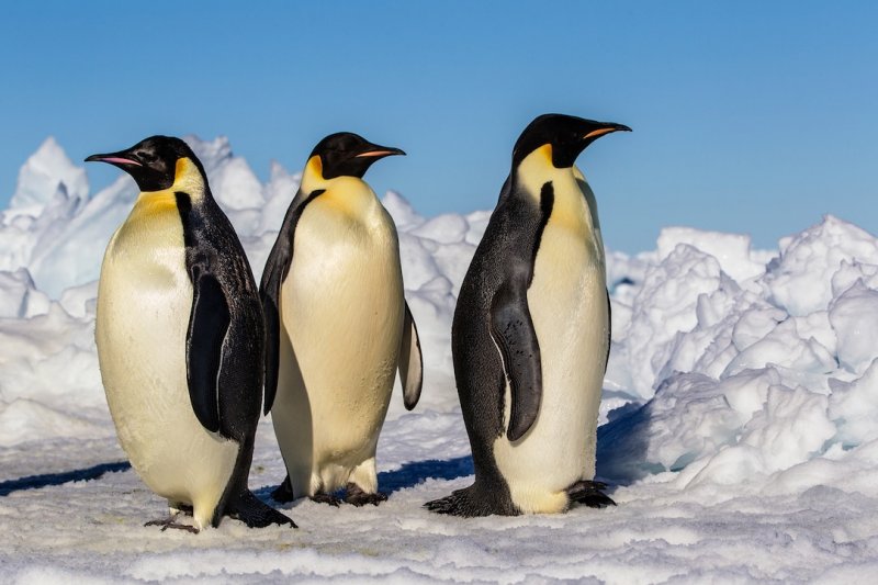 Antarctica’s ice loss endangers emperor penguins