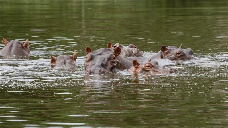 Colombia plans euthanasia of “cocaine hippos”