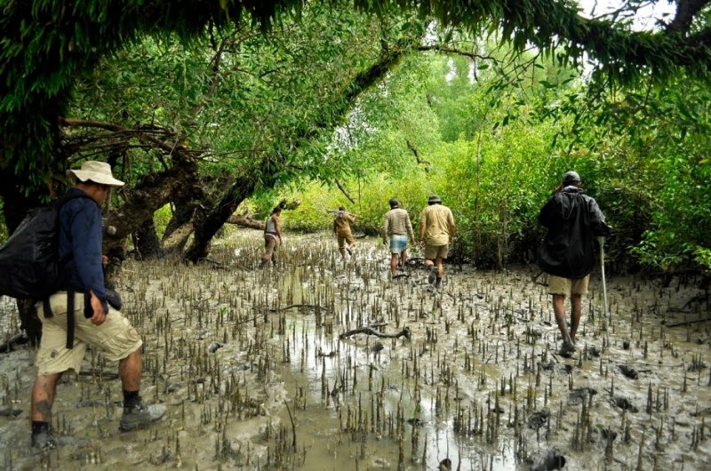 Bangladesh's Sundarbans forest plagued by pirate gangs