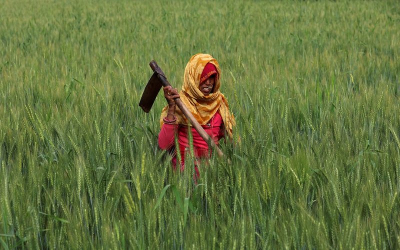 India wheat output seen below record estimate