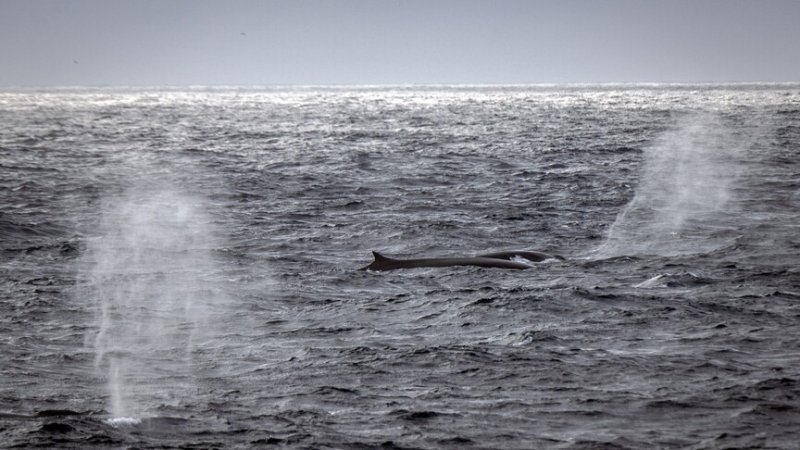 Global ocean protection passes 10% milestone