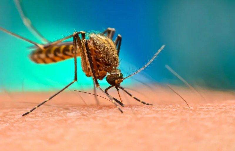 UK aid cuts risk million more deaths from malaria in Africa