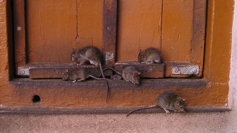 Fatah officials accuse Israel of deploying trained rats in Gaza
