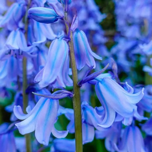 The silent invader: Why Spanish bluebells pose a threat to UK gardens