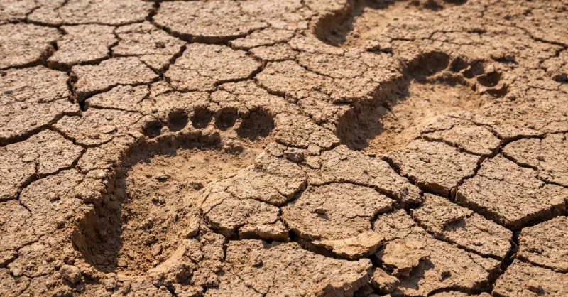 115,000-year-old human footprints discovered in geographically defying location
