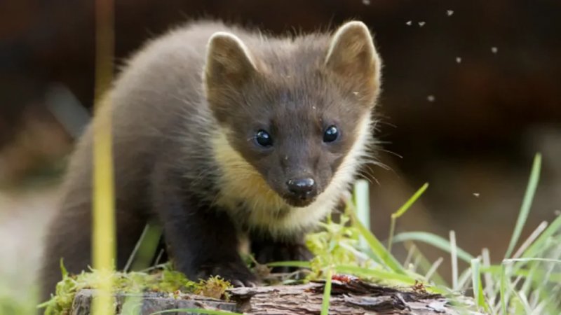 Pine martens doing well in South West England after 100-year absence