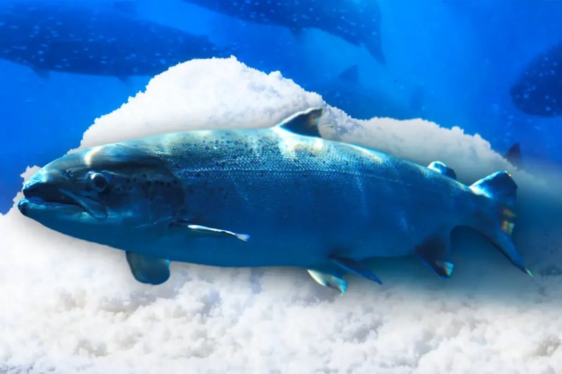 Cocaine pollution in waterways causes salmon to swim farther and act bolder