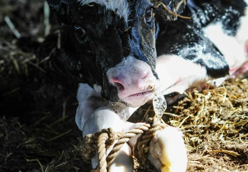 Dutch meat industry exposed: The brutal, 80-hour thirst trap for Irish calves