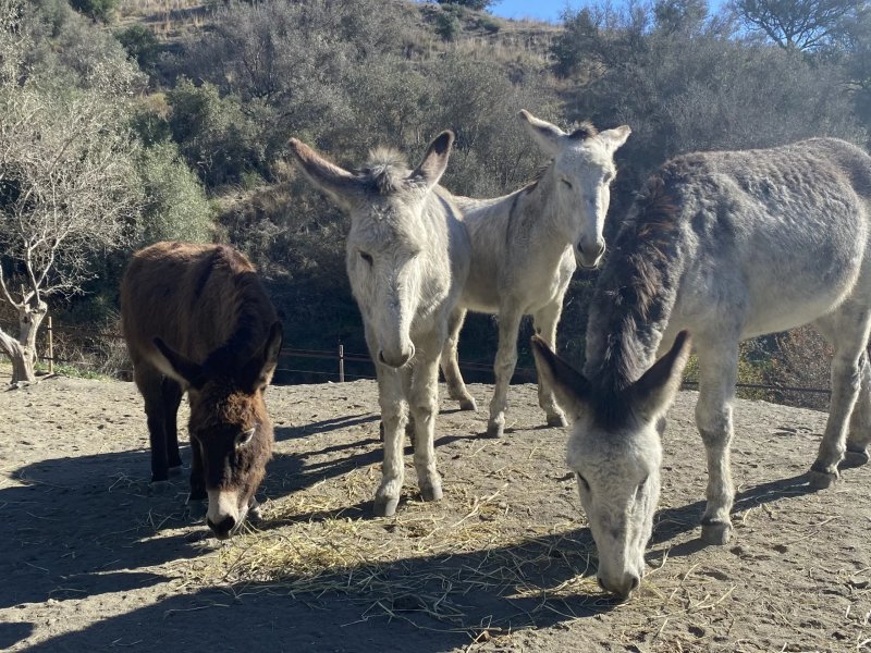 Spain’s donkey firefighters celebrate a decade of protecting Doñana from wildfires