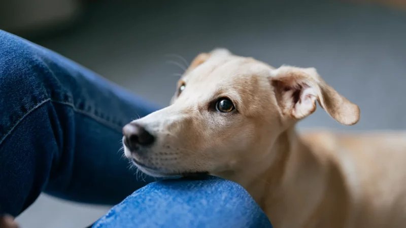 Kazakhstan to hike fines for pet abandonment and roaming animals