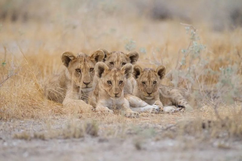 South African police rescue stolen lion cubs and arrest international traffickers